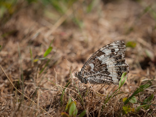 A great banded grayling butterfly resting on dry grass