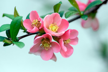 Ornamental shrub Chaenomeles japonica cultivar superba with beautiful light pink petals and yellow center