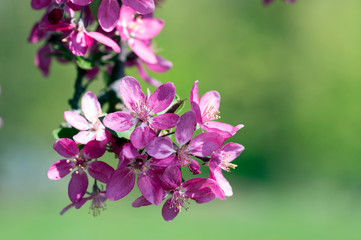 Malus royalty, ornamental apple tree, springtime, purple pink flowers on branches