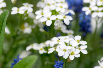 Arabis caucasica ornamental garden white flowers, mountain rock cress in bloom
