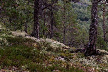 Wald in Norwegen