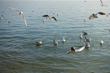 Fototapeta na wymiar Seagulls over the sea.