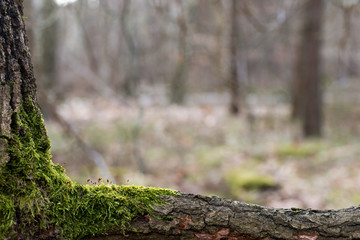 moss on tree branch macro