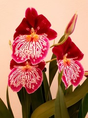Beautiful blossom of a miltonia orchid.