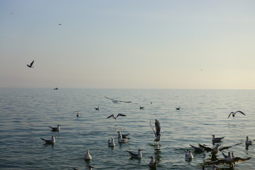 Seagulls over the sea.