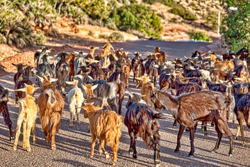 Herd of goats in the mountains of Morocco near Agadir, an African country on the Atlantic Ocean