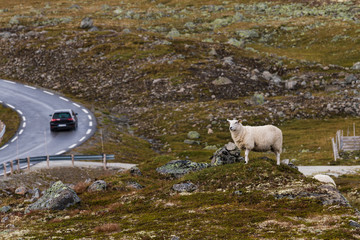 Obraz na płótnie Canvas Schaf im norwegischen Fjell