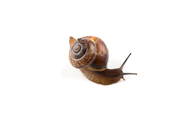 Garden snail ,isolated on white