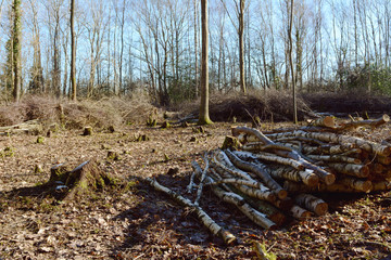 Coppiced clearing in woodland with piles of logs and branches