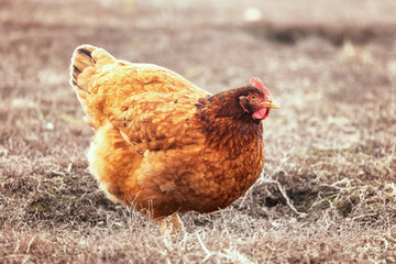 Chicken on traditional free range poultry farm