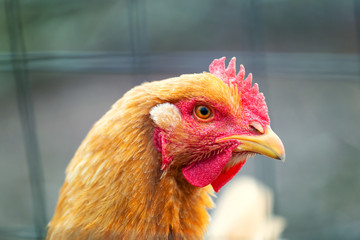 Closeup portrait of a good looking chicken
