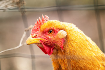 Closeup portrait of a good looking chicken