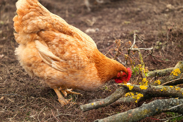Chicken on traditional free range poultry farm
