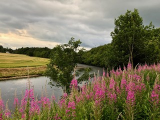 Fototapeta na wymiar landscape with lake and flowers