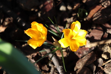FLEUR -  CROCUS JAUNE ORANGE