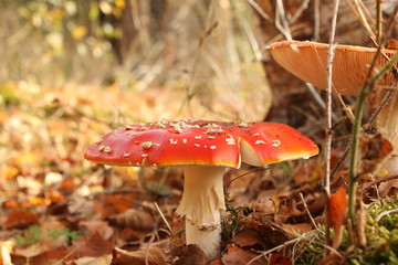 a red fly agaric mushroom closeup in the forest in autumn