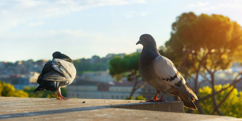 Doves close up