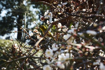 In Japan now, Japanese plum blossoms are in full bloom.
