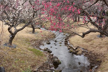 Fototapeta premium In Japan now, Japanese plum blossoms are in full bloom.