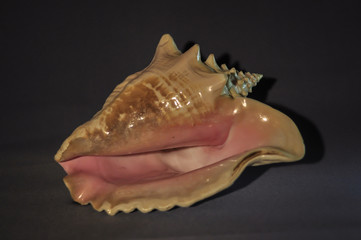 Photo of a large sea shell. Object shooting