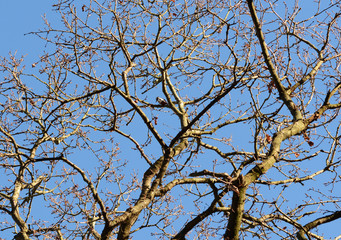 Great spotted woodpecker high among bare oak tree branches