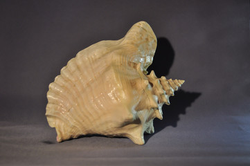Photo of a large sea shell. Object shooting