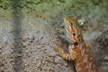 Lizard detail