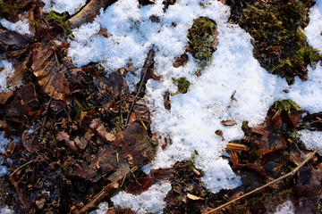 Melting snow and ice on a woodland floor