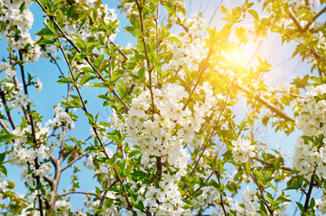 Fototapeta premium Beautifully blossoming tree branch. Cherry - Sakura and sun with a natural colored background.