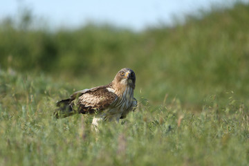 Booted Eagle (Hieraaetus pennatus)