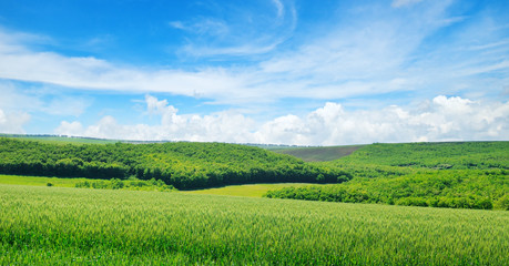 Obraz premium Green field and blue sky with light clouds. Wide photo.