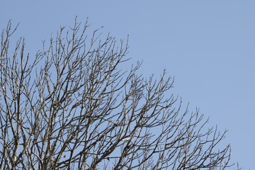 tree in winter