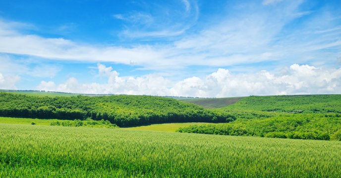 Green field and blue sky with light clouds. Wide photo.