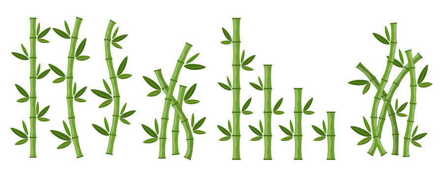 Green bamboo branches and leaves. Vector illustration.