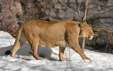 Asiatic lioness (Panthera leo persica) on snow in winter