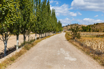 Fototapeta na wymiar gravel road along a corn field with trees along the road