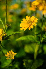 Large yellow flower sunflower agricultural crop