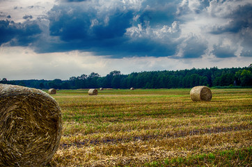 Open area of the field with sowing