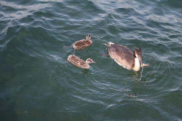 Obraz premium Podiceps cristatus mother feeds chicks on Lake Maggiore, Italy