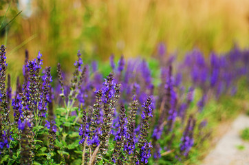 Delicate violet flowers of lavender