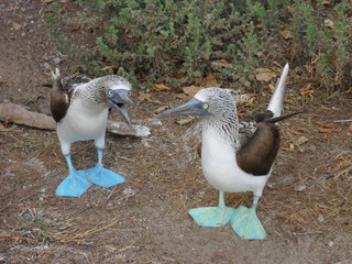 Dodos on the beach © Renata