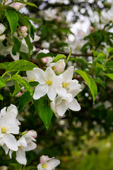 Fototapeta premium Spring blossoming of an apple tree in the early morning