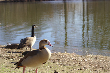 2 ducks on waterside