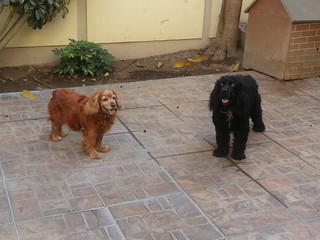 Black and brown English cocker spaniel dog on house garden