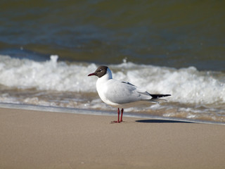 Möwe am Strand