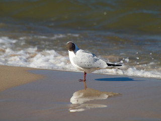 Möwe am Strand