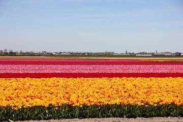 Endless striped colorful field of yellow, red and pink beautiful tulips. Spring time in Keukenhof flower garden, Netherlands, Holland. Little houses in small village in the distance