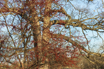  berry tree in the park