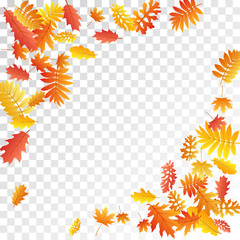 Oak, maple, wild ash rowan leaves vector, autumn foliage on transparent background.