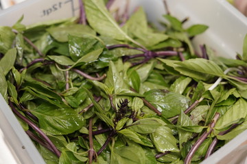 Basil